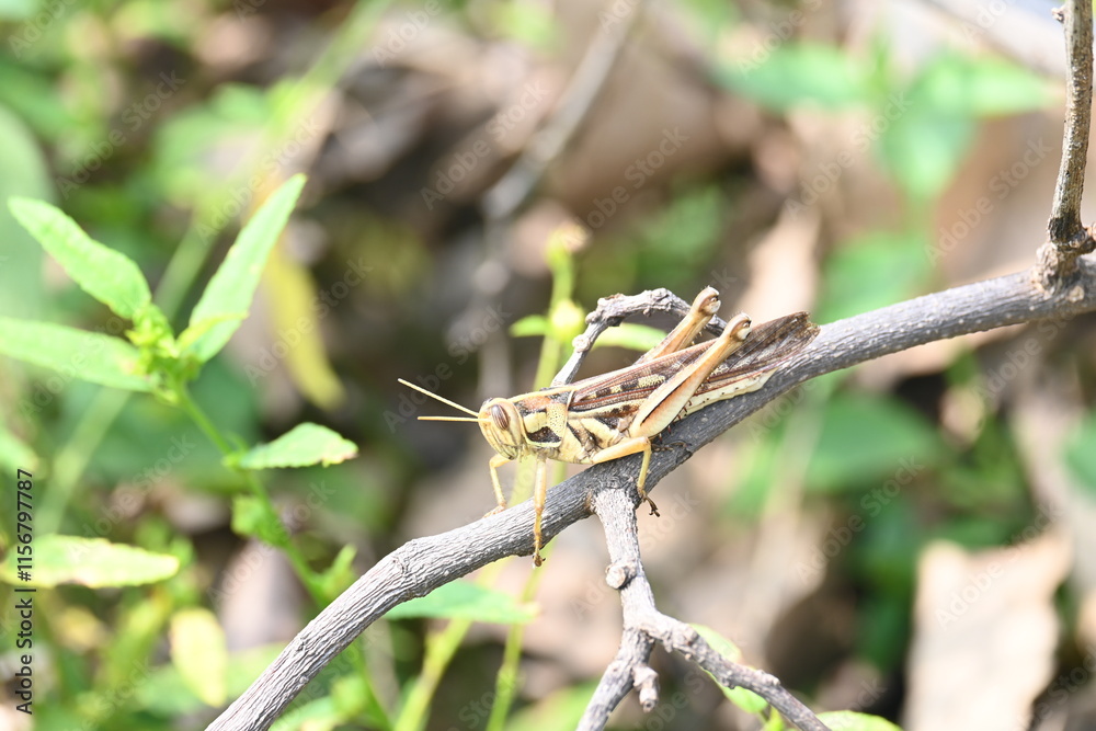 Grasshopper in the field. Its other names Schistocerca americana, American grasshopper, and American bird grasshopper. This is a species of in the family Acrididae. It is native to North America. Grasshopper in the field. Its other names Schistocerca americana, American grasshopper, and American bird grasshopper. This is a species of in the family Acrididae. It is native to North America.