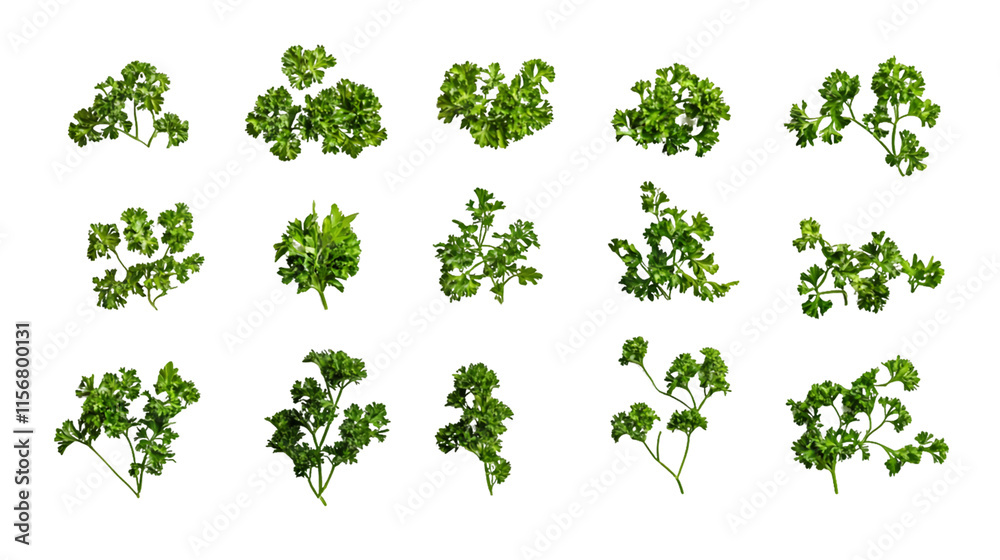 Fifteen Parsley Sprigs: Variation in Size and Shape Isolated On A White Background, PNG Transparent Fifteen Parsley Sprigs: Variation in Size and Shape Isolated On A White Background, PNG Transparent