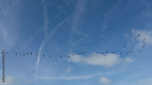 Aves en el cielo