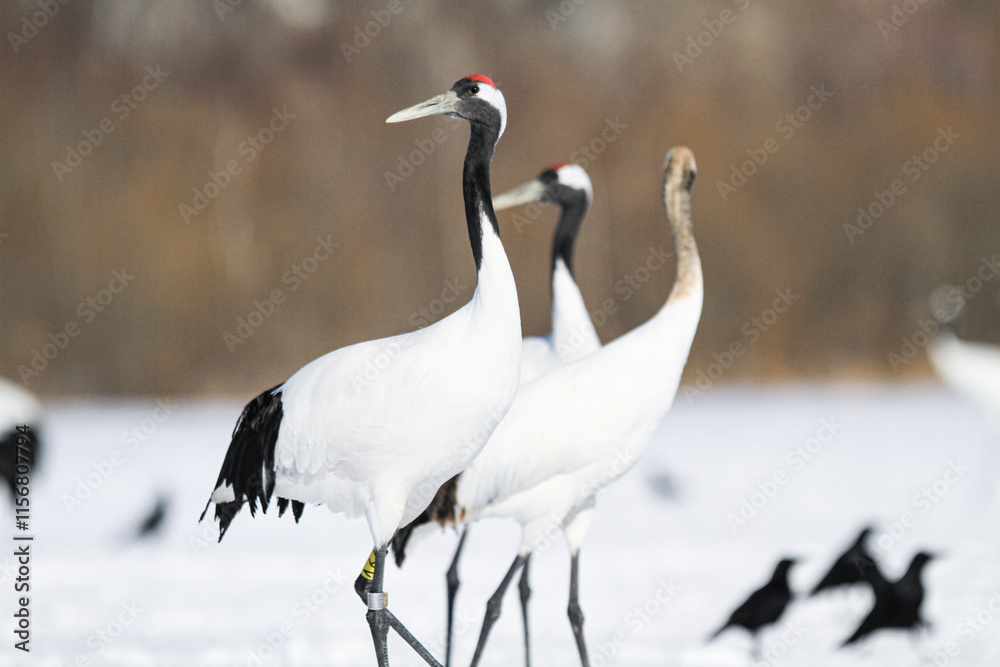 A Group of of Red-Crowned Cranes in a Snowy Setting A Group of of Red-Crowned Cranes in a Snowy Setting