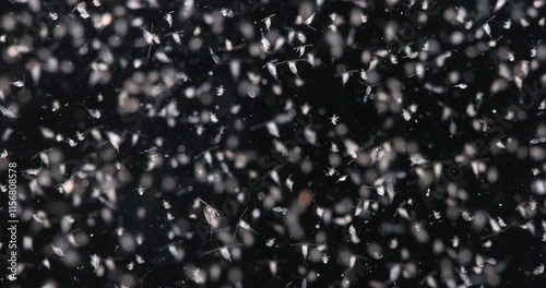 Various types of Copepoda and their larvae close up. Zooplankton and plankton of White Sea.