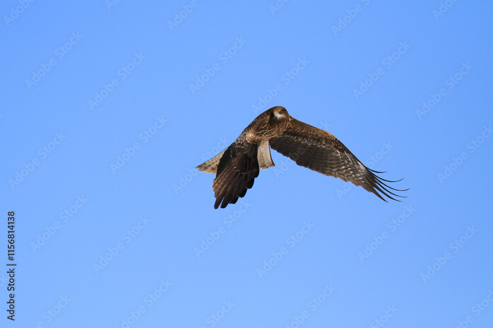 Black Kite Soaring in a Clear Blue Sky, Hokkaido, Japan Black Kite Soaring in a Clear Blue Sky, Hokkaido, Japan