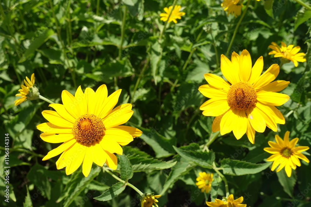 Closeup of yellow flowers of Heliopsis helianthoides in July Closeup of yellow flowers of Heliopsis helianthoides in July