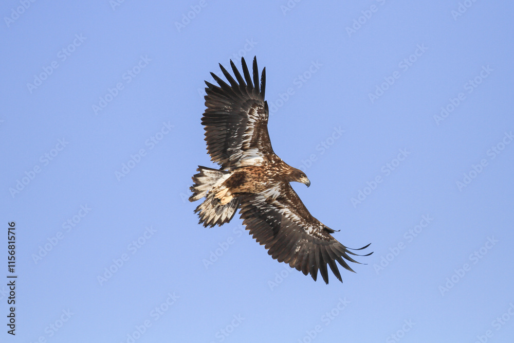 Obraz premium White-tailed Eagle Soaring in a Clear Blue Sky, Hokkaido, Japan