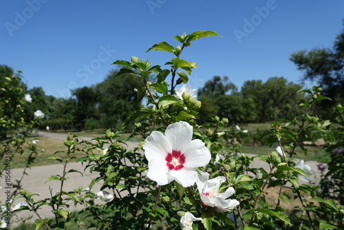 Azure blue sky and white crimsoneyed flowers of Hibiscus syriacus in August photo