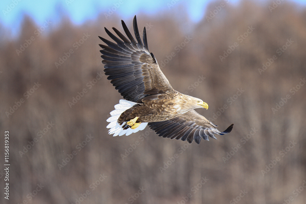Obraz premium White-Tailed Sea Eagle Soaring Gracefully in Flight, Kushiro, Hokkaido, Japan
