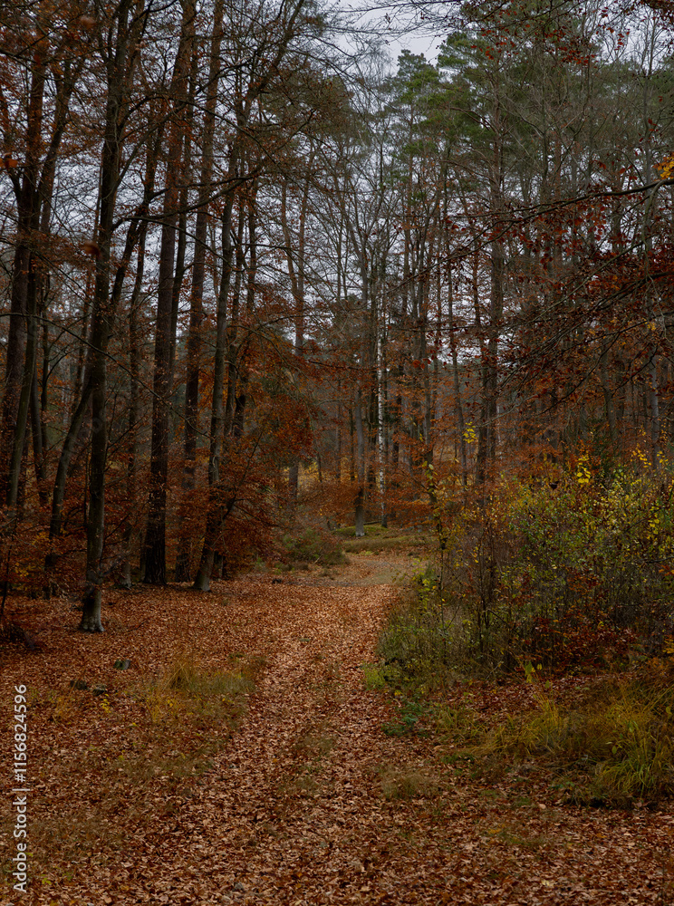 Obraz premium Path through the autumn forest, Jantar, Poland