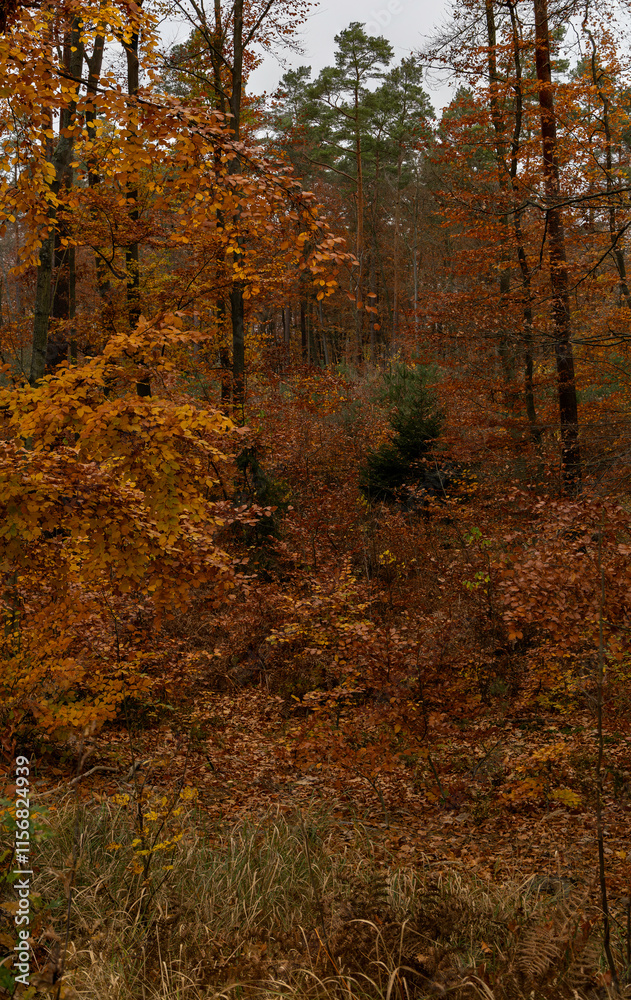 Fototapeta premium Autumn forest on a cloudy autumn day, Żuławy, northern Poland