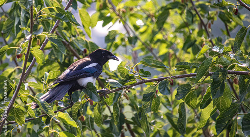 bird on a branch