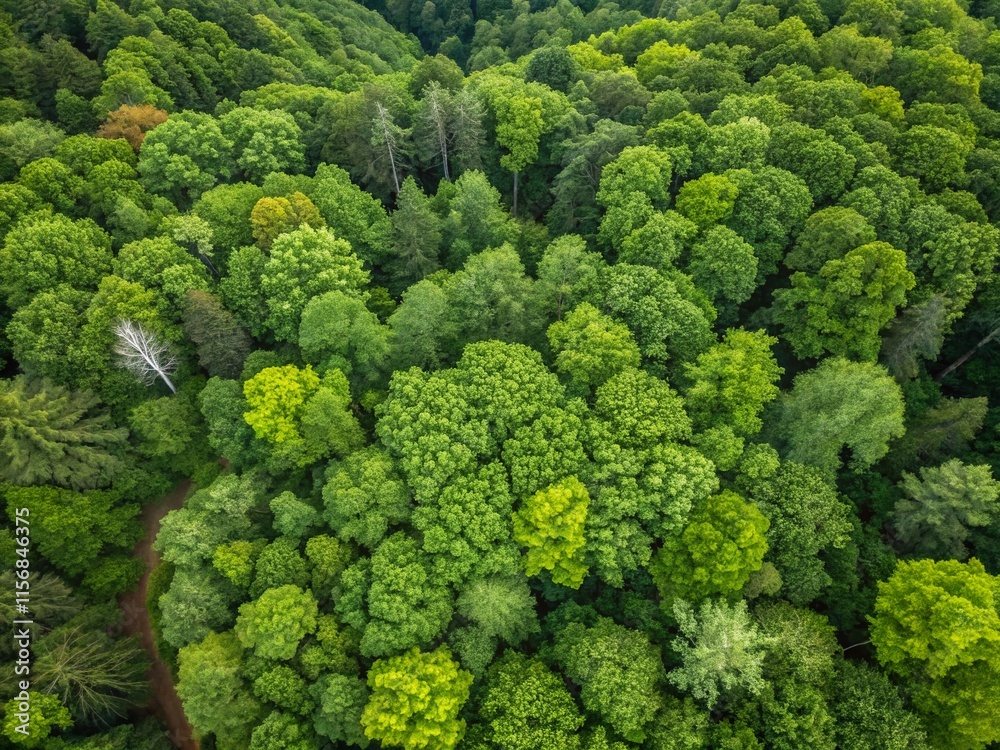 Naklejka premium Aerial View Lush Deciduous Forest Canopy Conservation Sustainable Forestry