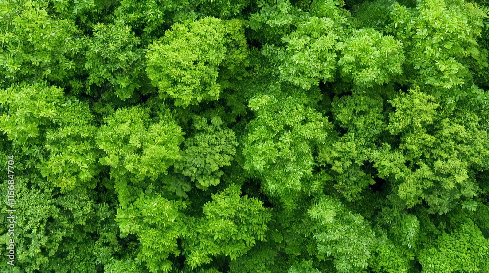 A bird's-eye view of a rich, thick forest canopy adorned with lively green leaves, ideal for projects focused on the environment, conservation, or nature, showcasing the splendor and significance of A bird's-eye view of a rich, thick forest canopy adorned with lively green leaves, ideal for projects focused on the environment, conservation, or nature, showcasing the splendor and significance of