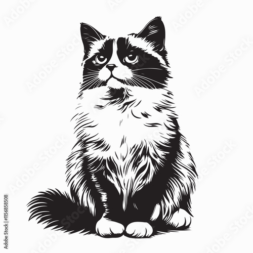 Ragdoll Cat Full Body image vector isolated on white background.