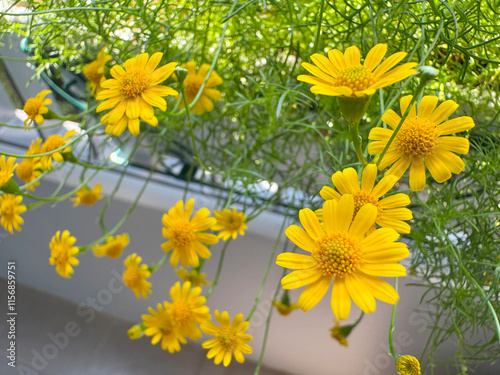 Dahlberg daisy in hanging flower pot on condominium balcony photo