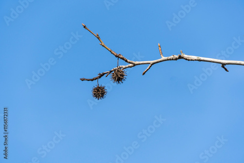 Blue December sky. Branches of Liquidambar styraciflua tree with prickly brown balls.  Close-up. Brown balls with seeds look like coronavirus molecules - 2019-nCoV, covid-19. photo