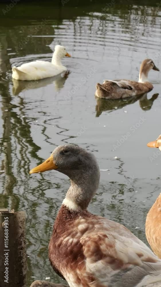 group geese seen pond while others swim nearby tranquil setting wildlife natural environment observing swimming scene visuals heritage aesthetics cultural significance experience charm 