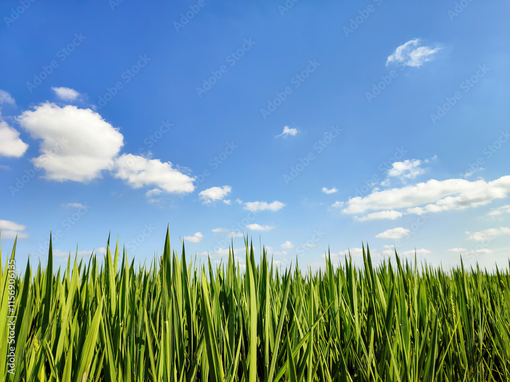 Lush Green Field Under a Clear Blue Sky with Fluffy Clouds Lush Green Field Under a Clear Blue Sky with Fluffy Clouds