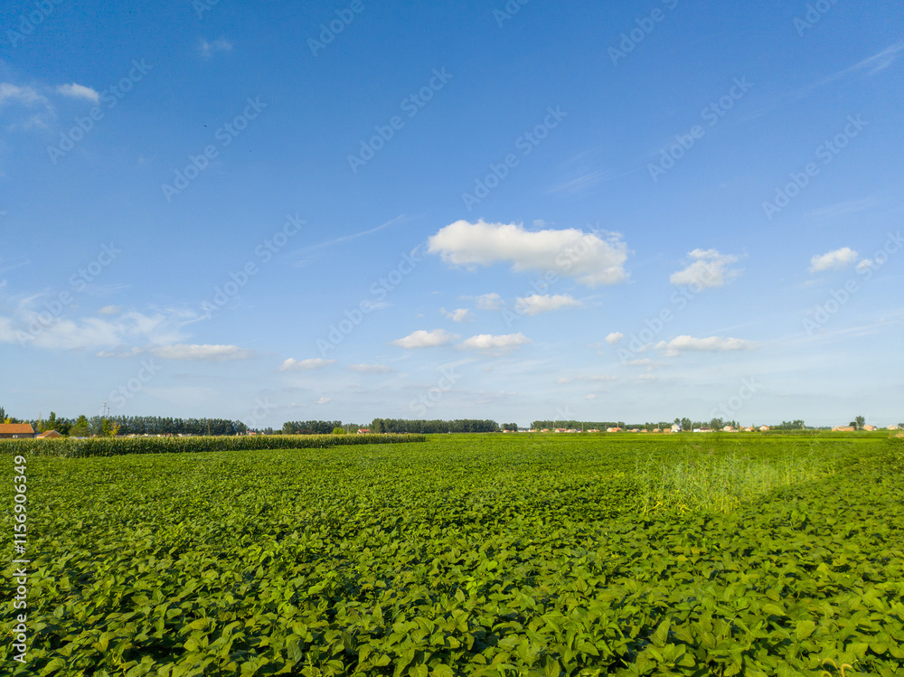 Lush Green Agricultural Fields Under a Bright Blue Sky Lush Green Agricultural Fields Under a Bright Blue Sky