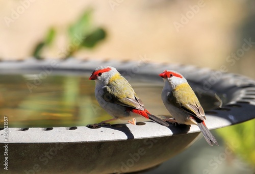 Red-browed Finches (Neochmia temporalis) at birdbath, South Australia