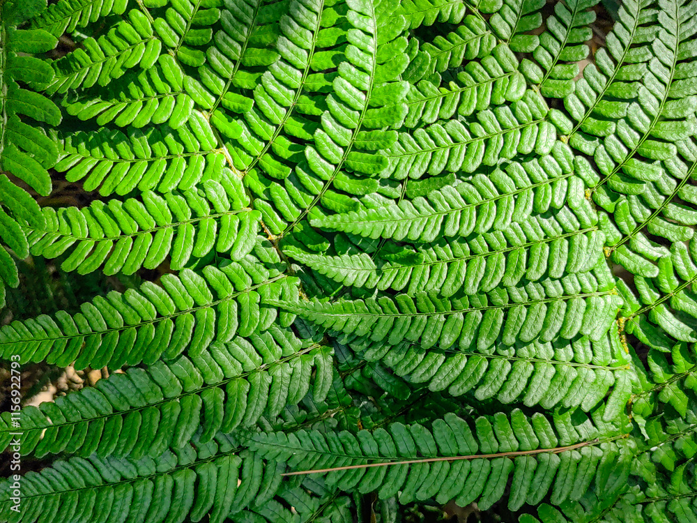 Natural fern background -Beautiful ferns leaves green foliage Natural fern background -Beautiful ferns leaves green foliage