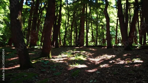 A lush, vibrant forest filled with towering trees and dappled sunlight, showcasing the beauty of nature's untouched wilderness.