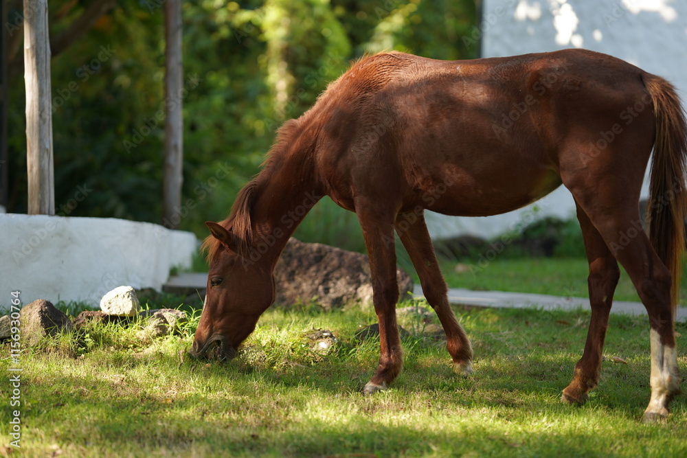 Strong, beautiful and Charming brown horse eating green grass nearby the house portrait photo with forest background Strong, beautiful and Charming brown horse eating green grass nearby the house portrait photo with forest background