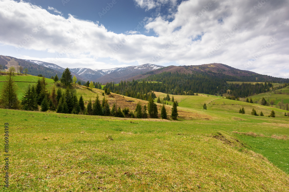 countryside landscape in spring. green environment. grassy field on the hill. coniferous forest on the slope. borzhava mountain ridge in the distance. transcarpathia region of ukraine. open vista