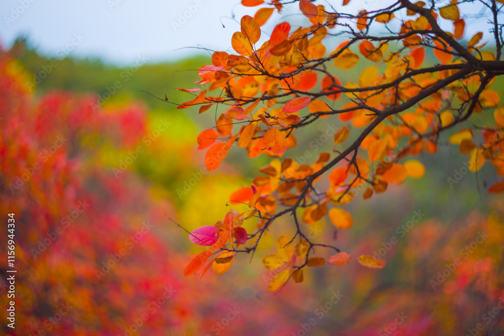 closeup red dry tree branch in forest, beautiful natural seasonal background closeup red dry tree branch in forest, beautiful natural seasonal background