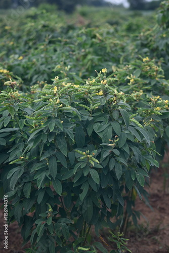  fresh whole green pigeon peas beans pod in Filed also known in india as tuvar, Pigeon pea crop field 