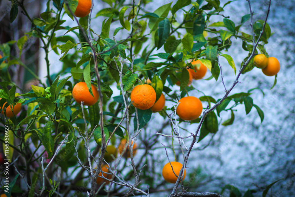 Oranges on a tree .
Oranges growing on a tree on green leaves background. Oranges on a tree .
Oranges growing on a tree on green leaves background.