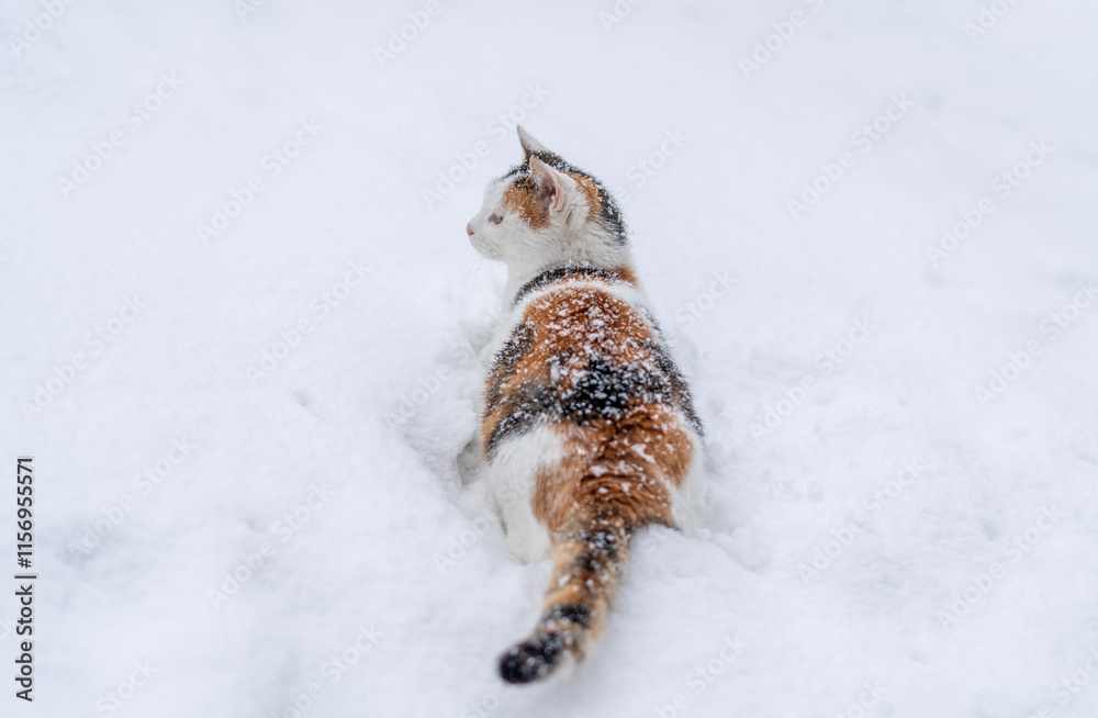 Beautiful tricolor cat in the snow during snowfall