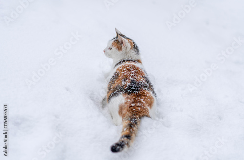 Obraz na płótnie Beautiful tricolor cat in the snow during snowfall w salonie