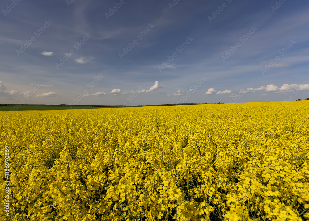Obraz premium blue sky with clouds and yellow canola blossoms in spring