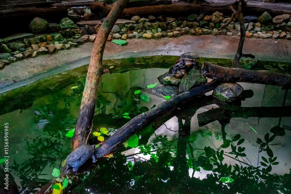 Obraz premium Turtles swim in a Pond