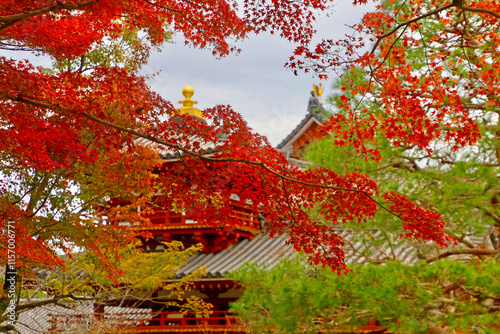 モミジと寺院（京都府・宇治市） photo