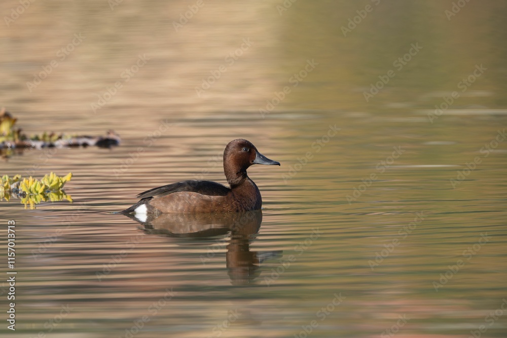 Duck gliding on a serene lake. Duck gliding on a serene lake.