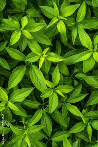 Many fresh lemon verbena leaves texture background, fragrant spices pattern, Aloysia citrodora photo