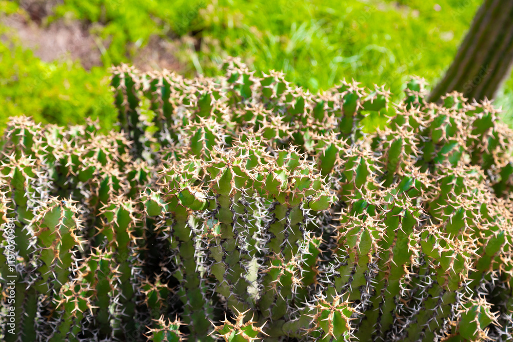 Cactus growing in botanical garden, close up showing spines and texture