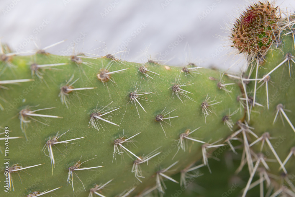 Close up of cactus growing in desert sunlight