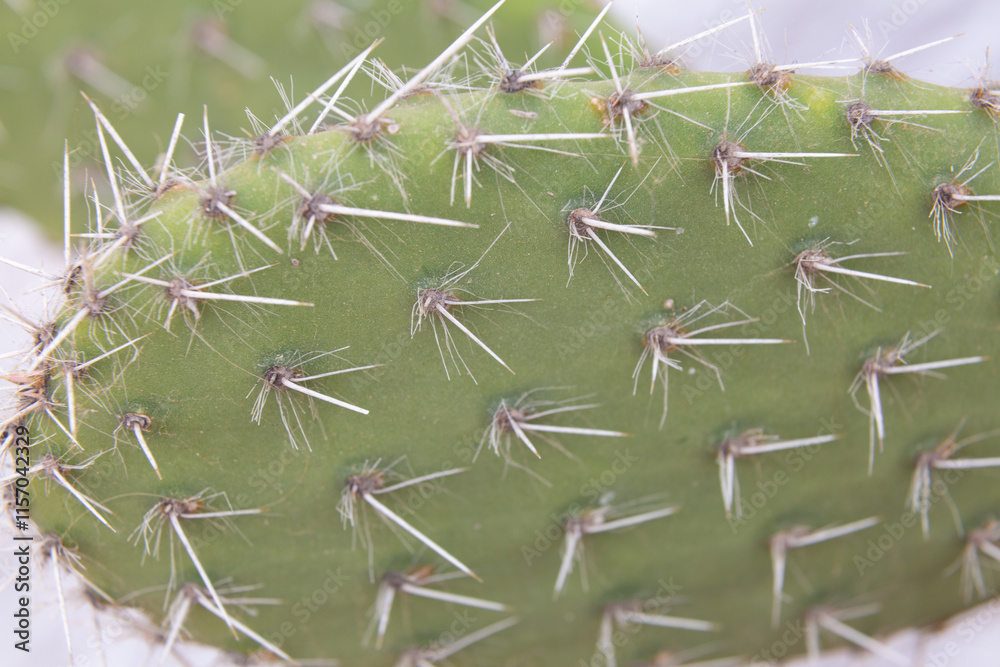 Close up of cactus growing in desert sunlight