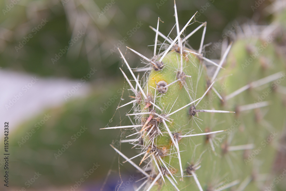 Close up of cactus growing in desert sunlight