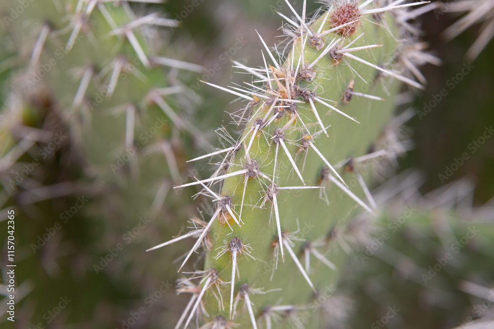 Close up of cactus growing in desert sunlight