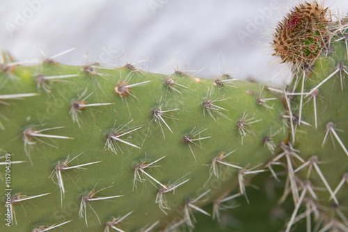 Obraz na płótnie Close up of cactus growing in desert sunlight w salonie