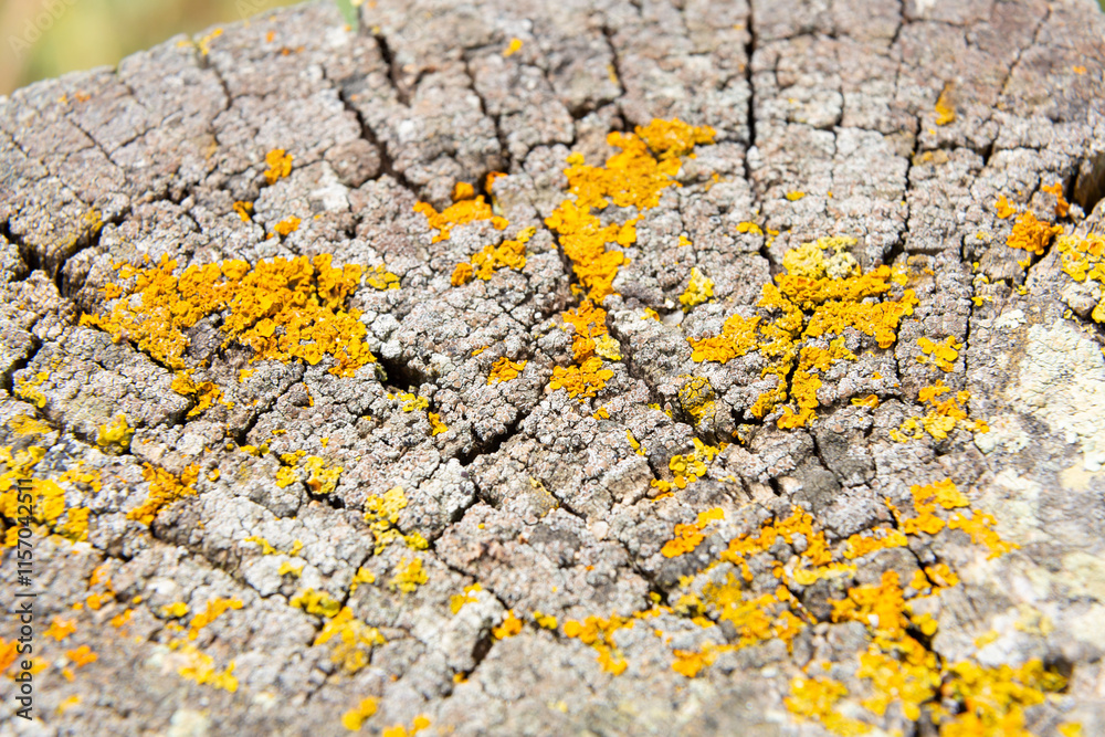 Yellow lichen growing on old tree trunk forming a beautiful pattern