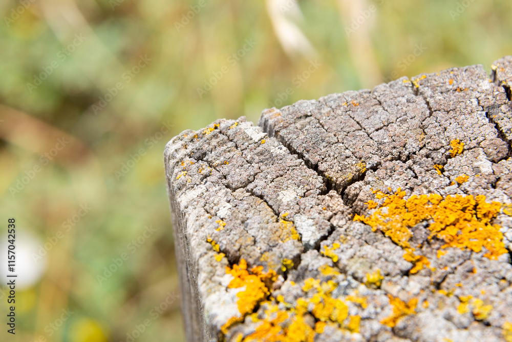 Yellow lichen growing on old tree trunk forming a beautiful pattern