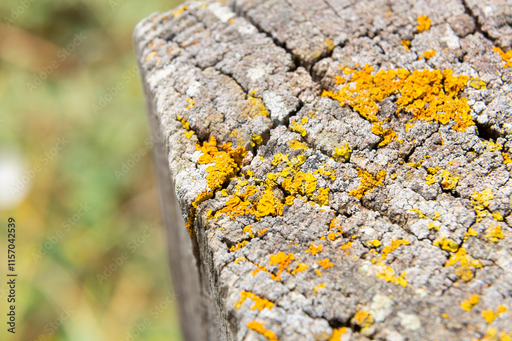 Yellow lichen growing on old tree trunk forming a beautiful pattern