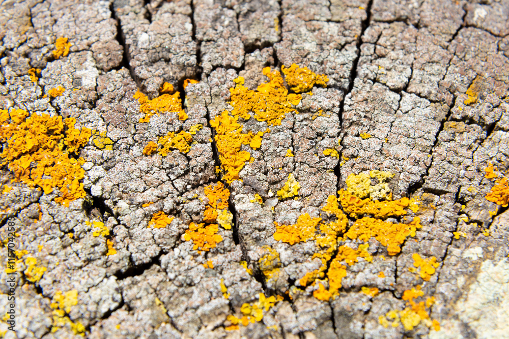Yellow lichen growing on old tree trunk forming a beautiful pattern