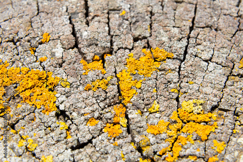Yellow lichen growing on old tree trunk forming a beautiful pattern