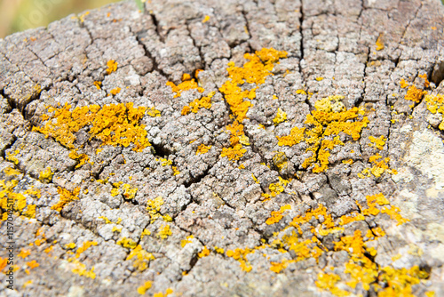 Obraz na płótnie Yellow lichen growing on old tree trunk forming a beautiful pattern w salonie