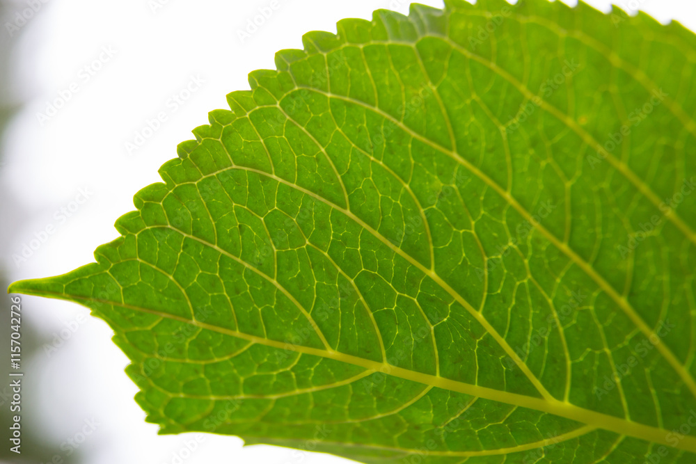 Water droplets sticking to green leaf surface