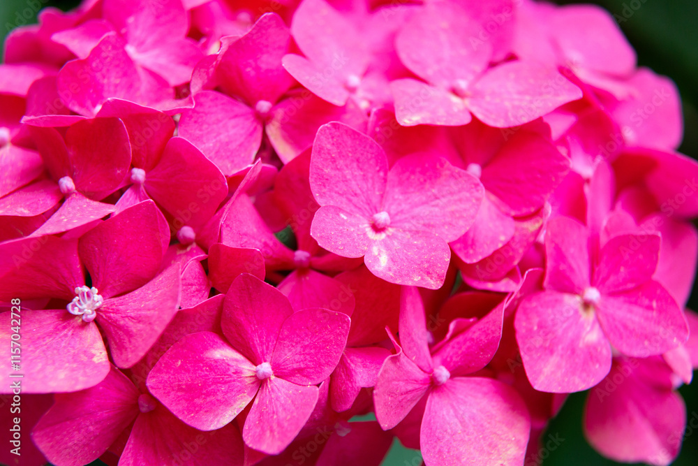 Pink hydrangea flowers blooming in the garden